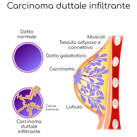 Diagramma che illustra le parti del seno e del capezzolo