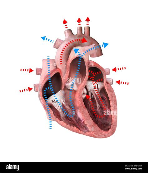Anatomia del cuore umano con flusso sanguigno