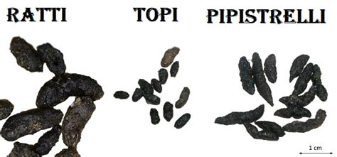 Escrementi di pipistrello