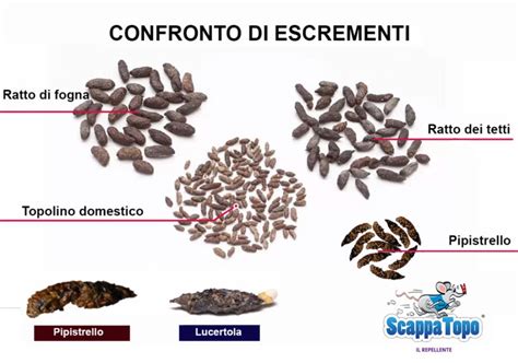Comparazione escrementi