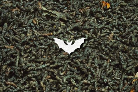 Guano di pipistrello e istoplasmosi