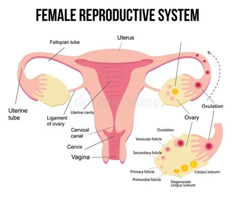 schema anatomico dell'apparato riproduttivo femminile con ovaie e tube