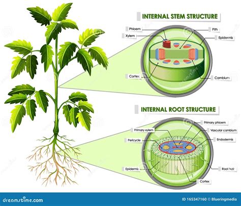 diagramma simbolico che mostra la struttura della torre senza porte e il ruolo dei capelli