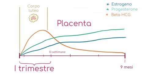 Grafico dell'aumento dell'ormone hCG durante il primo trimestre di gravidanza
