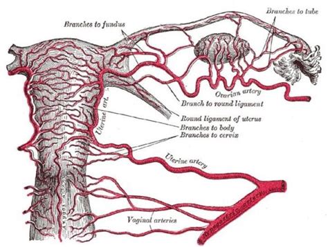 Flussimetria arteria uterina con notch