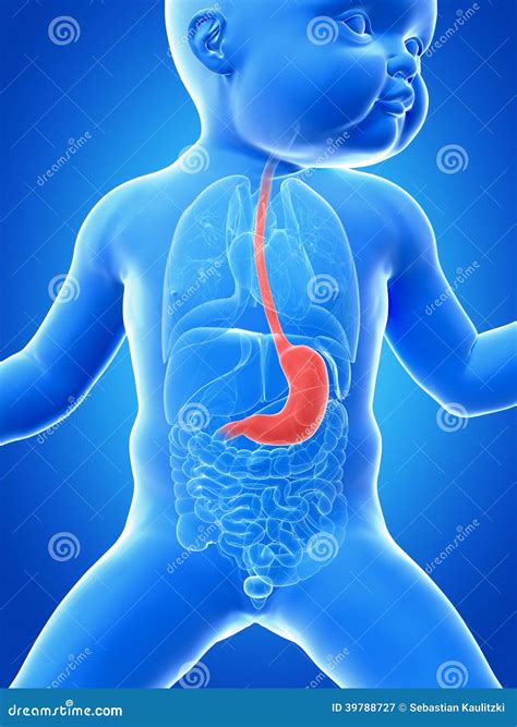 rappresentazione grafica dello stomaco di un bambino rispetto alla dimensione di un pugno