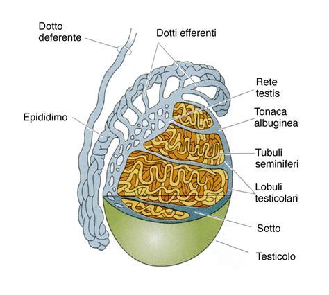 Diagramma dettagliato del sistema riproduttivo maschile con focus sui testicoli, epididimo e vasi deferenti