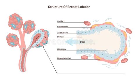 Illustrazione anatomica del seno femminile con focus sul capezzolo e areola