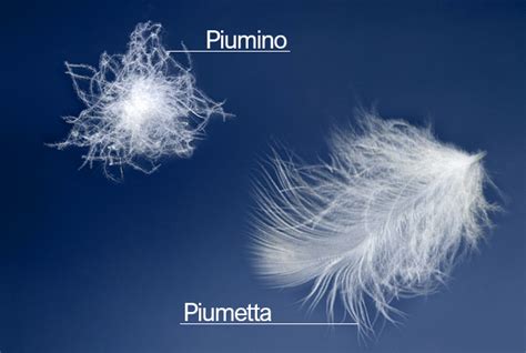 Tipi di imbottitura piumino