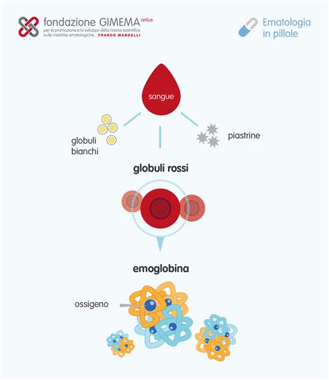 Struttura del globulo rosso e antigeni