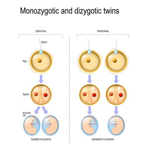 Diagramma che illustra gemelli monozigoti e dizigoti