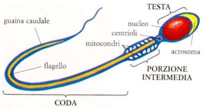 Viaggio dello spermatozoo