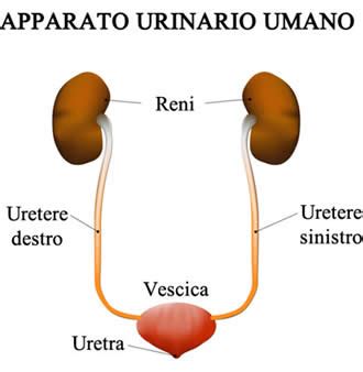 Apparato urinario pediatrico con indicazione di uretra, vescica, ureteri e reni