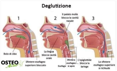 Diagramma della deglutizione immatura e matura