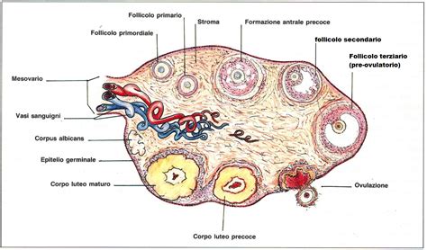 Schema di una ovaia e follicoli ovarici