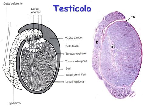 Anatomia e funzione del testicolo nello scroto