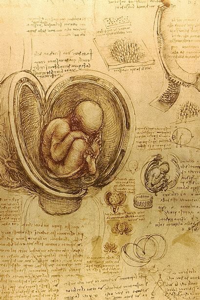 Disegno di Leonardo da Vinci sulla posizione fetale nell'utero