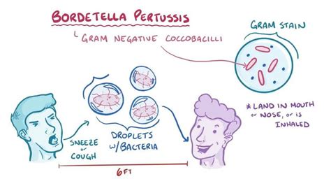 Illustrazione del batterio Bordetella pertussis e polmone infetto