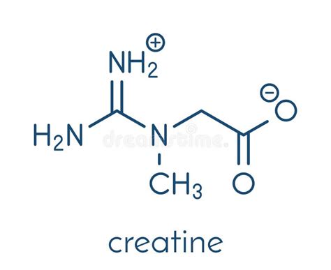 Molecola di creatina e struttura cellulare