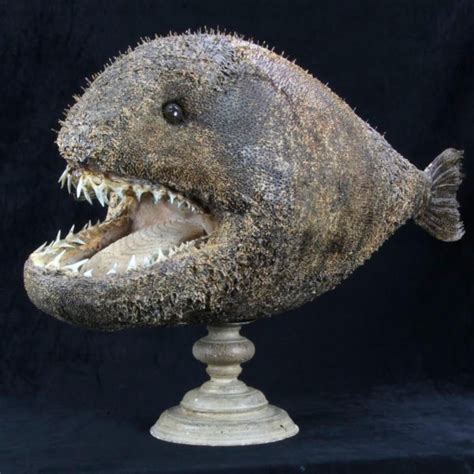 Chimera degli abissi