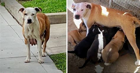 cagnolina con i suoi cuccioli appena nati