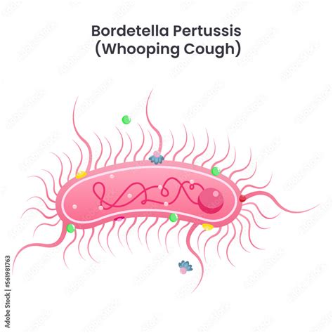 Struttura del batterio Bordetella pertussis