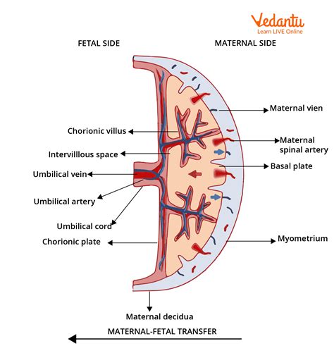 Struttura della placenta e sua posizione nell'utero