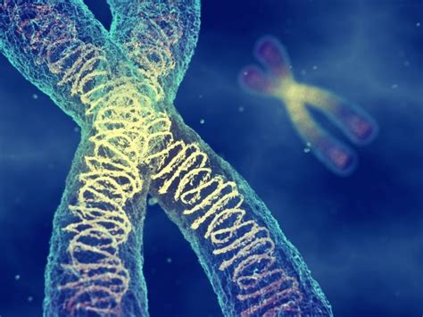 Illustrazione del declino della fertilità femminile con l'età