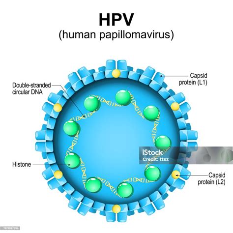 Rappresentazione del virus HPV