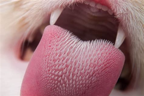 Lingua del gatto con papillae