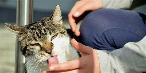 Gatto che lecca la mano di un umano