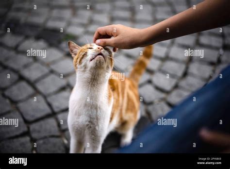 Umano che accarezza un gatto che lecca