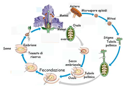 Diagramma del ciclo riproduttivo del Guppy