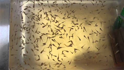 Avannotti di Guppy nascosti tra la vegetazione