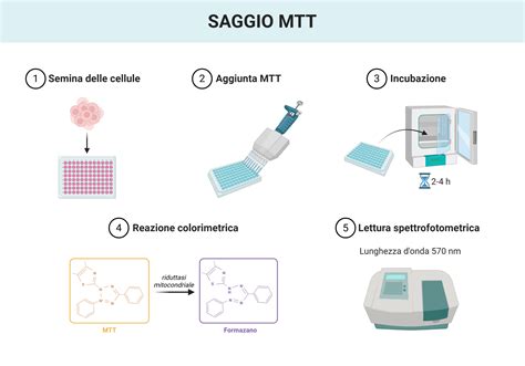 rappresentazione schematica del funzionamento dei test di gravidanza digitali