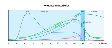 Diagram of hCG hormone levels