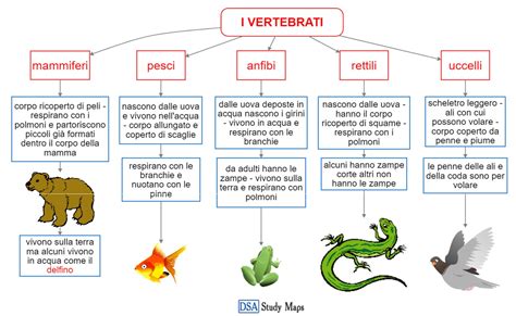 rappresentazione stilizzata dell'evoluzione embrionale dai vertebrati ancestrali ai modelli moderni