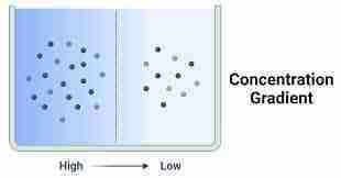 diagramma che mostra il gradiente di concentrazione del tuorlo (deutoplasma) tra polo animale e vegetativo