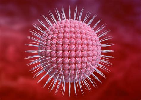 Immagine microscopica del virus Varicella Zoster