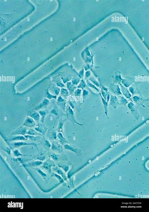 Micrografia di cellule staminali
