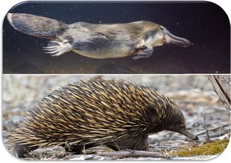 diagramma comparativo dei geni VIT nel pollo, monotremi, marsupiali e placentati