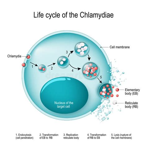 rappresentazione del ciclo vitale della Chlamydia con corpi elementari e reticolari