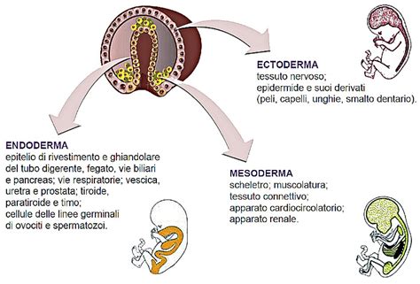 schema dei tre foglietti embrionali: ectoderma, mesoderma, endoderma