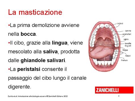 Diagramma che mostra il posizionamento del cibo nella bocca per favorire la masticazione