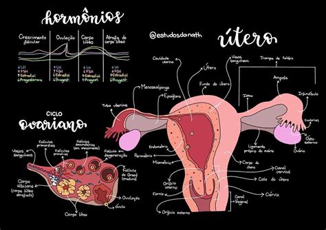 Anatomia uterina