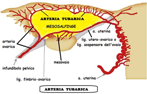 Diagramma anatomico della tuba di Falloppio e dell'utero