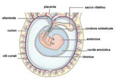 Diagramma che illustra la regressione del sacco vitellino e lo sviluppo della placenta nel primo trimestre