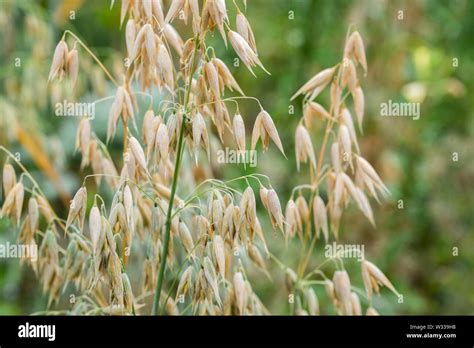 Avena Sativa plant