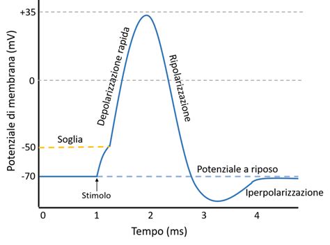 Diagramma della Legge del Tutto o del Nulla nell'embriogenesi