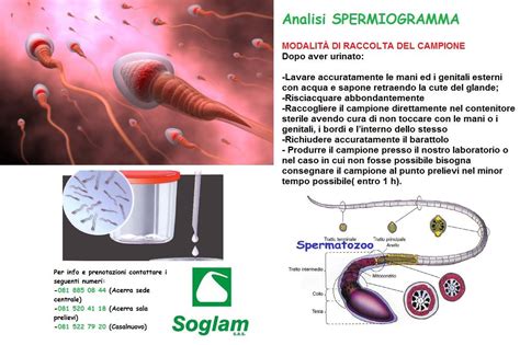 Spermiogramma e fattori che lo influenzano